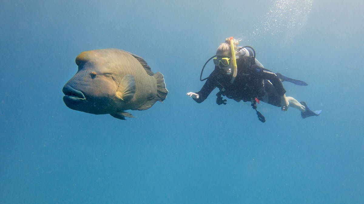 Scuba diving with a Maori Wrasse on the Great Barrier Reef