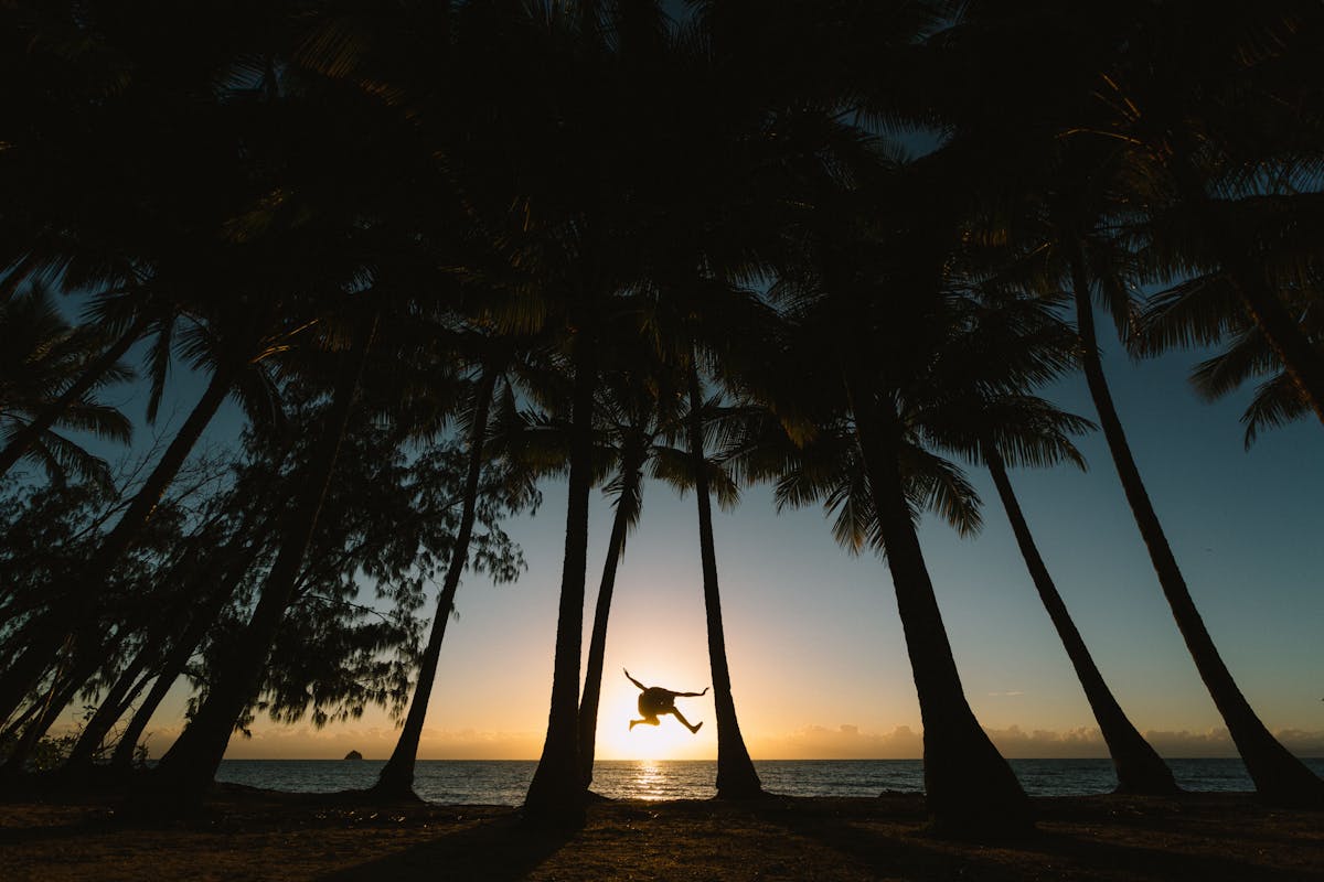 Sunrise jumping amongst the palm trees at Palm Cove