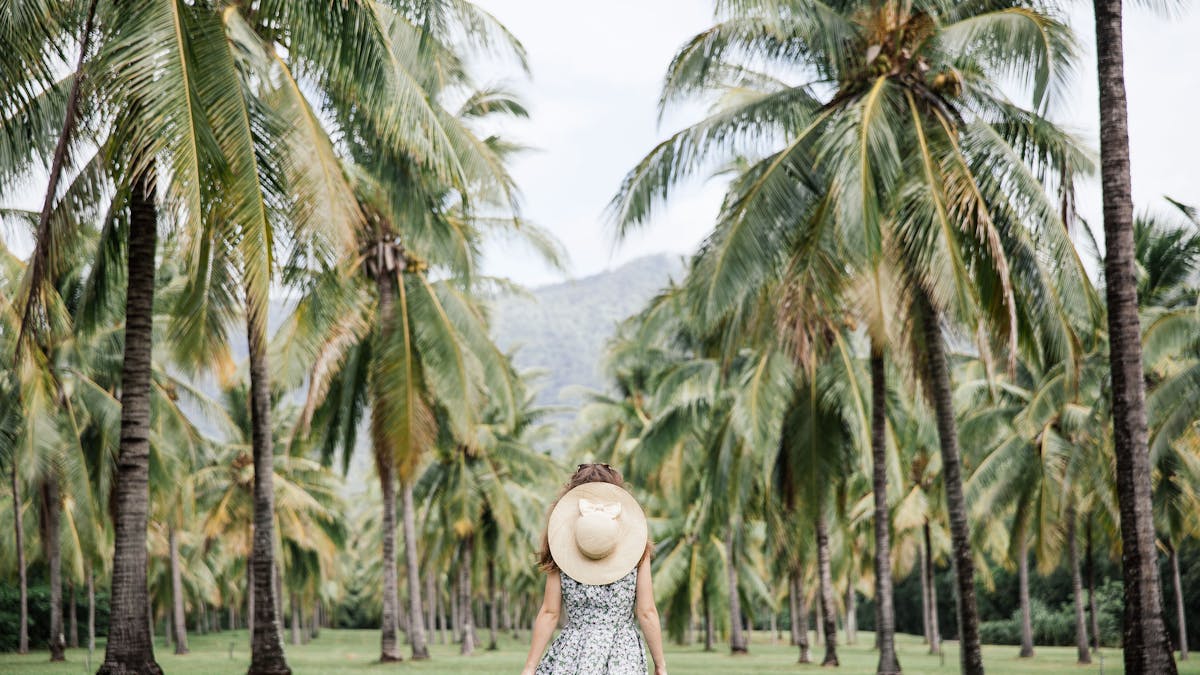 Palm trees forever at Thala Beach Lodge, Port Douglas