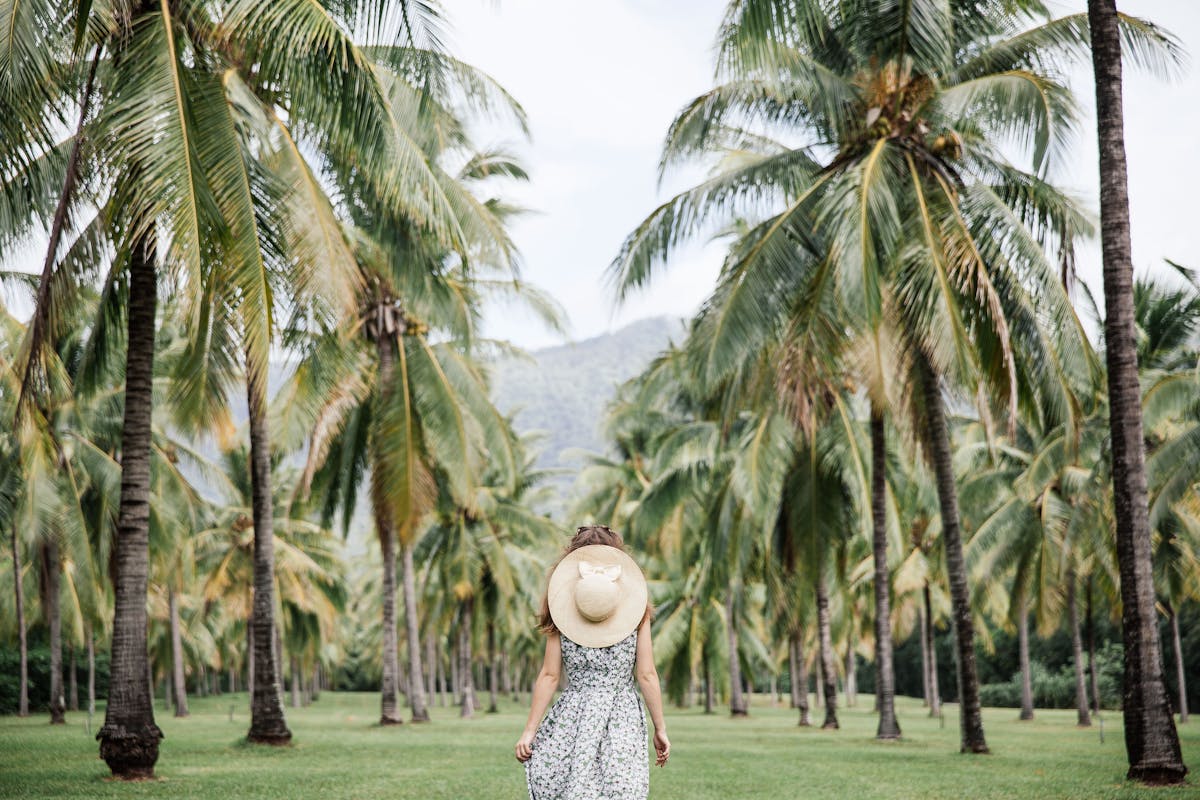 Palm trees forever at Thala Beach Lodge, Port Douglas