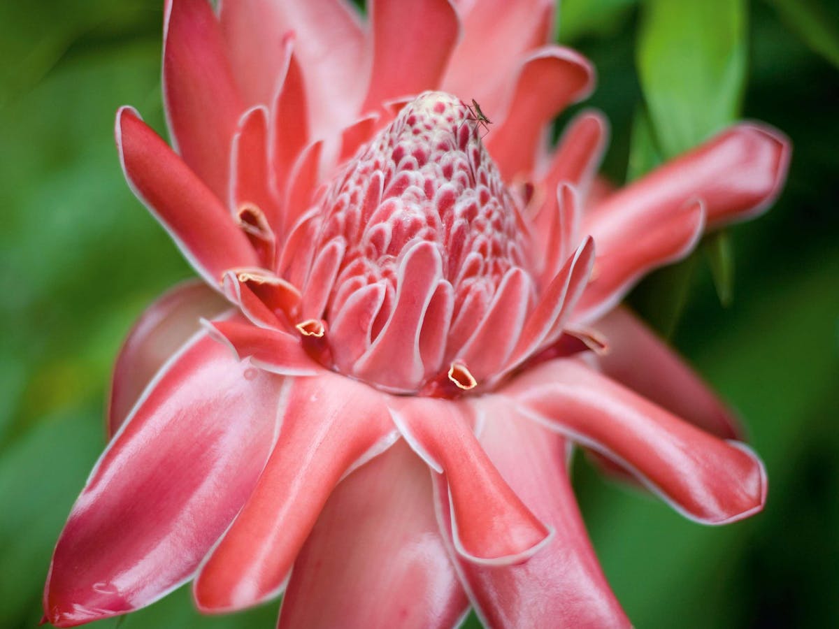Cairns botanical gardens at Edge Hill