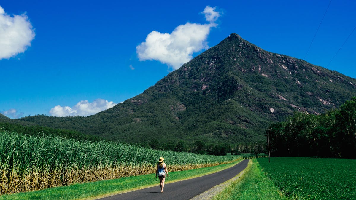 Sugra cane fields with the mighty Pyramid mountain looming overhead