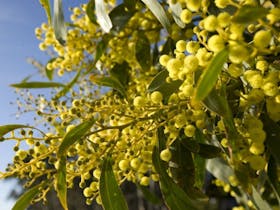 Flora in Lorne