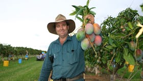 Property owner picked and holding up mangoes   