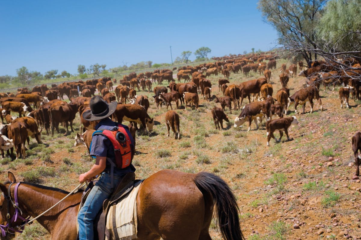 Droving Cattle just outsde of Barcaldin