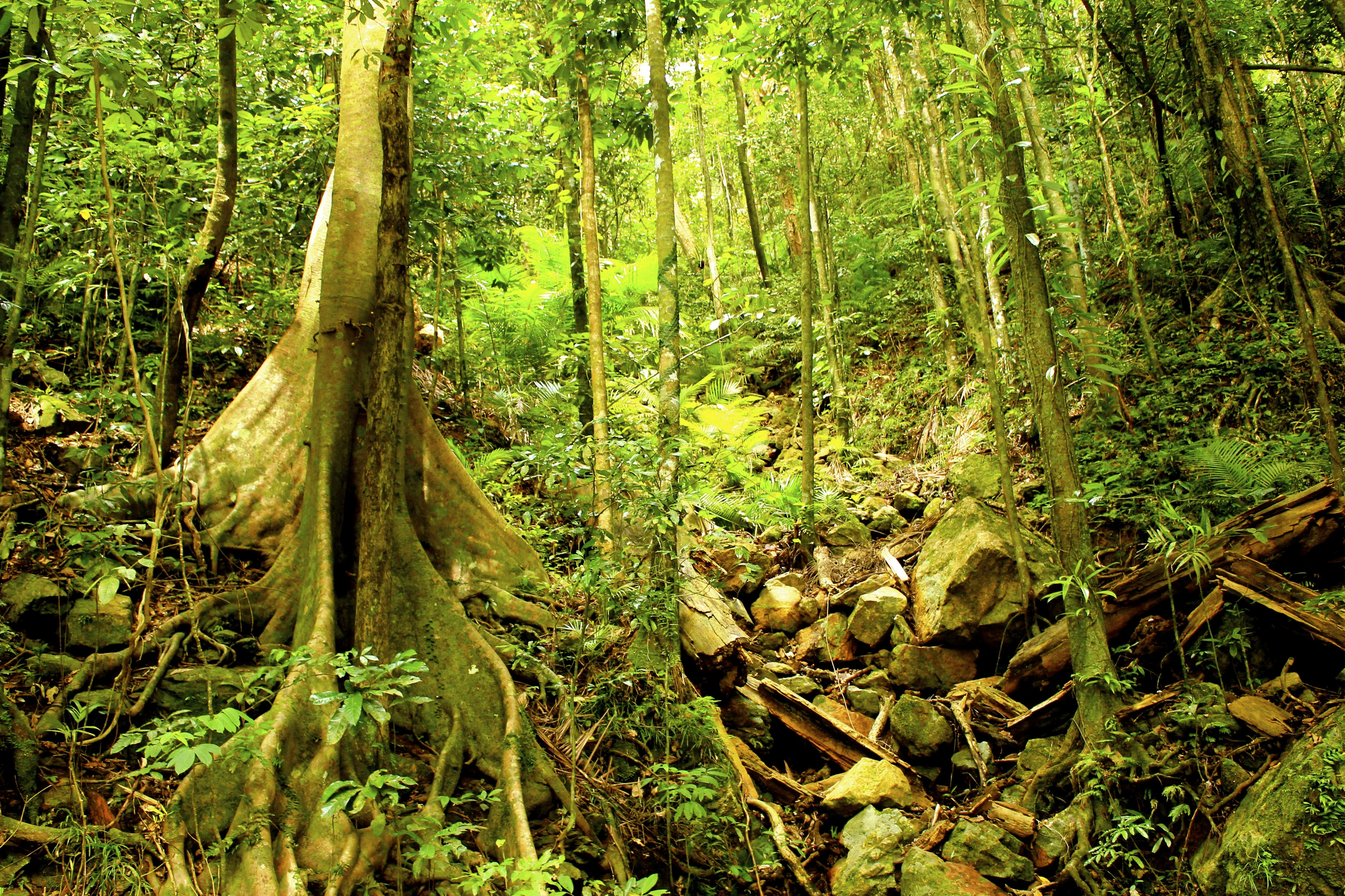 Exclusive permit access ro World Heritage Rainforest