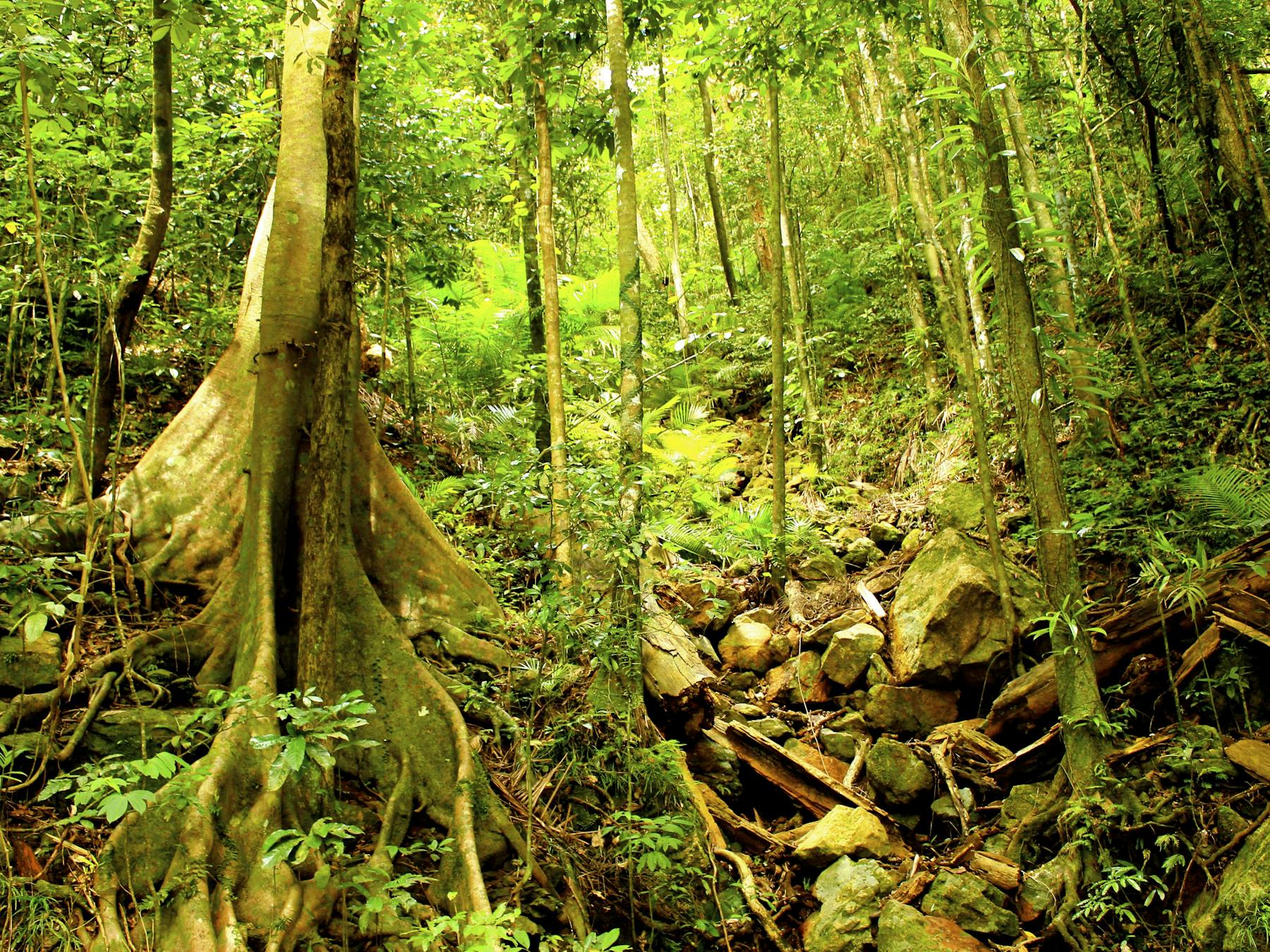 Wet Tropic Rainforest