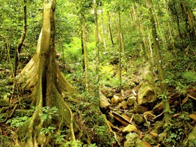 Wet Tropic Rainforest