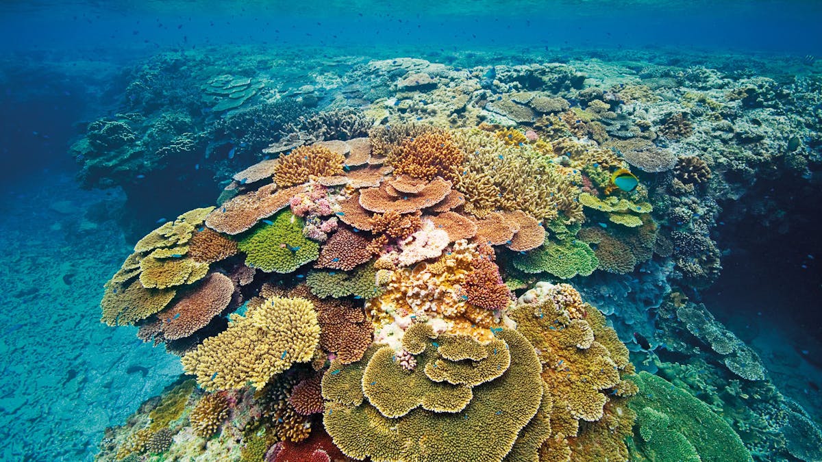 Lady Elliot Island