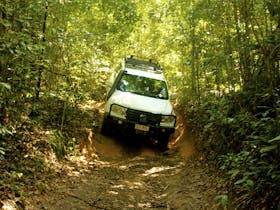 Rainforest tours Cairns