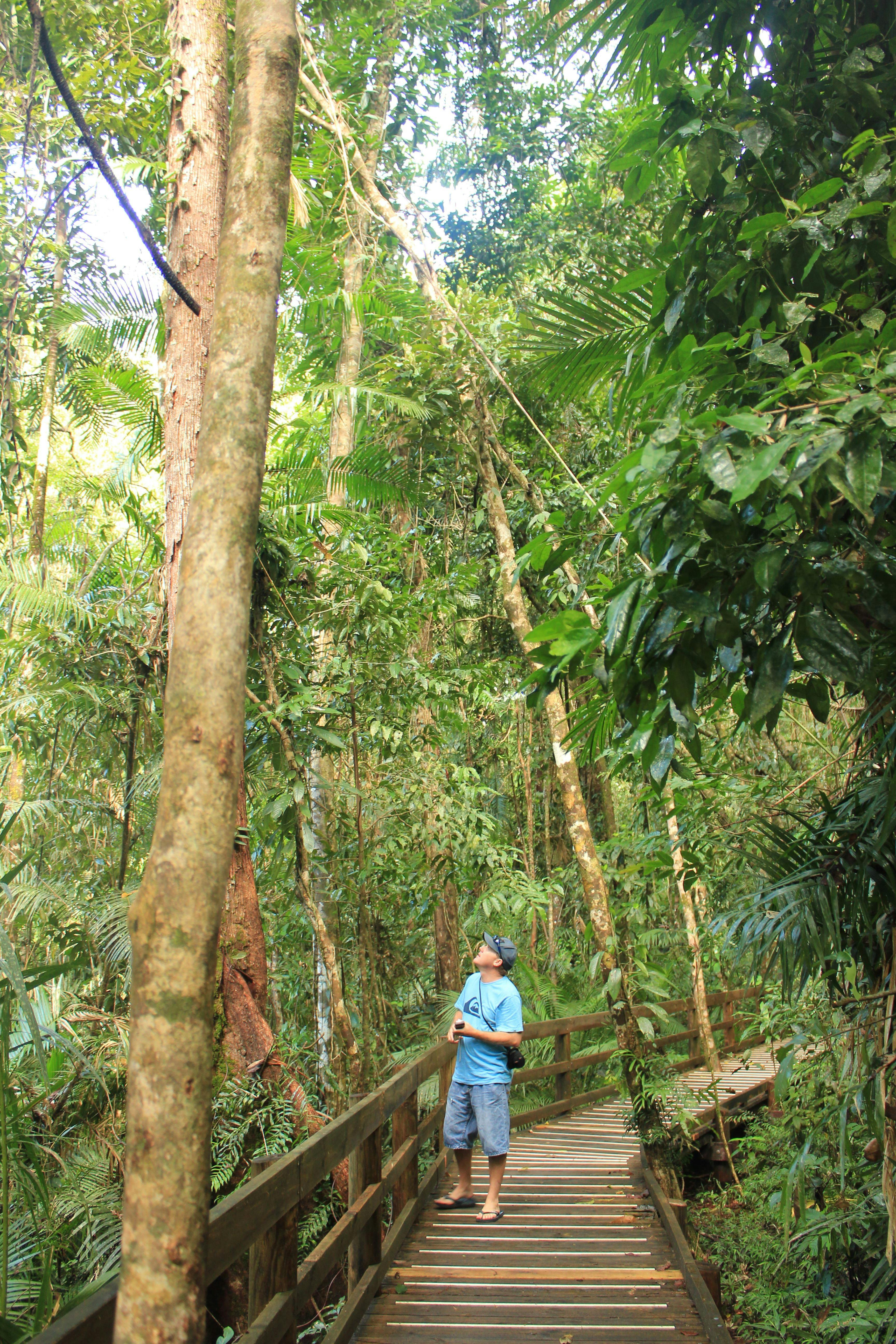 Private Rainforest boardwalks "NO CROWDS"