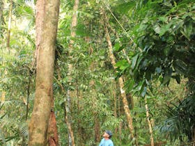 Rainforest tours Cairns