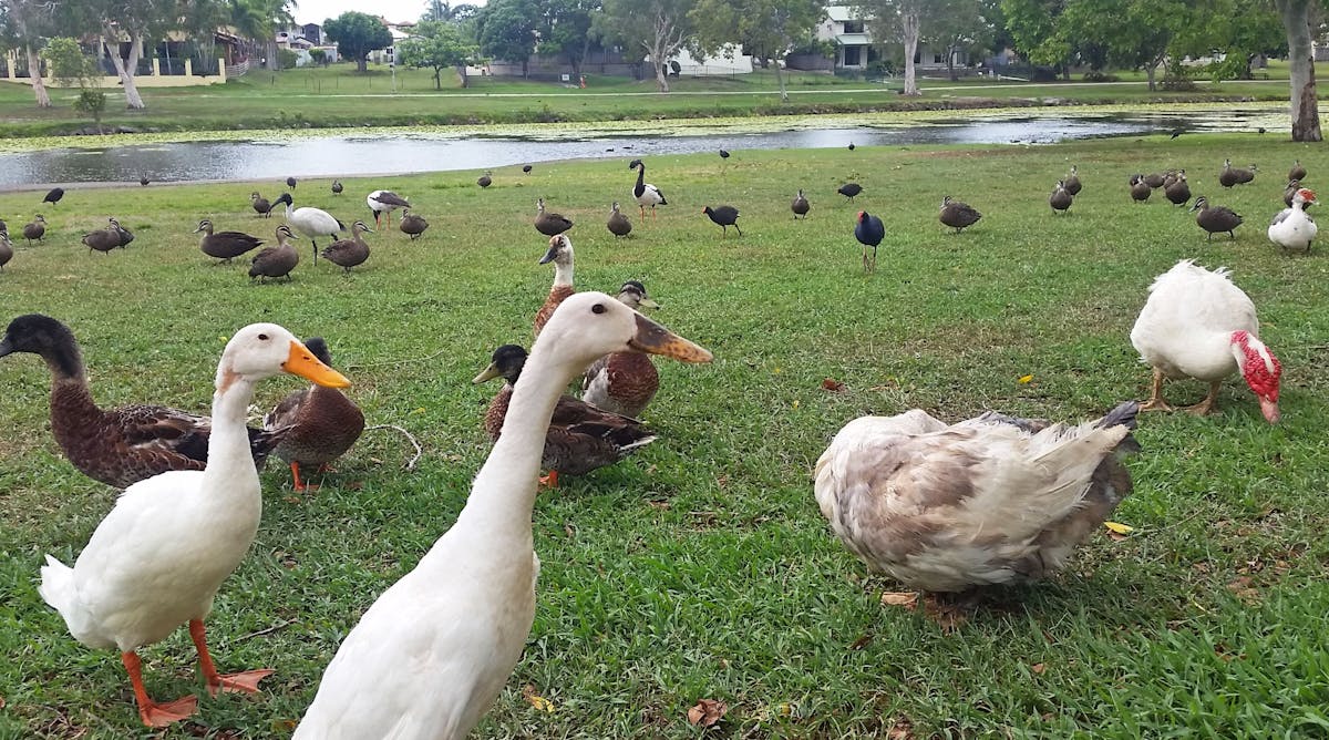 Gooseponds, North Mackay