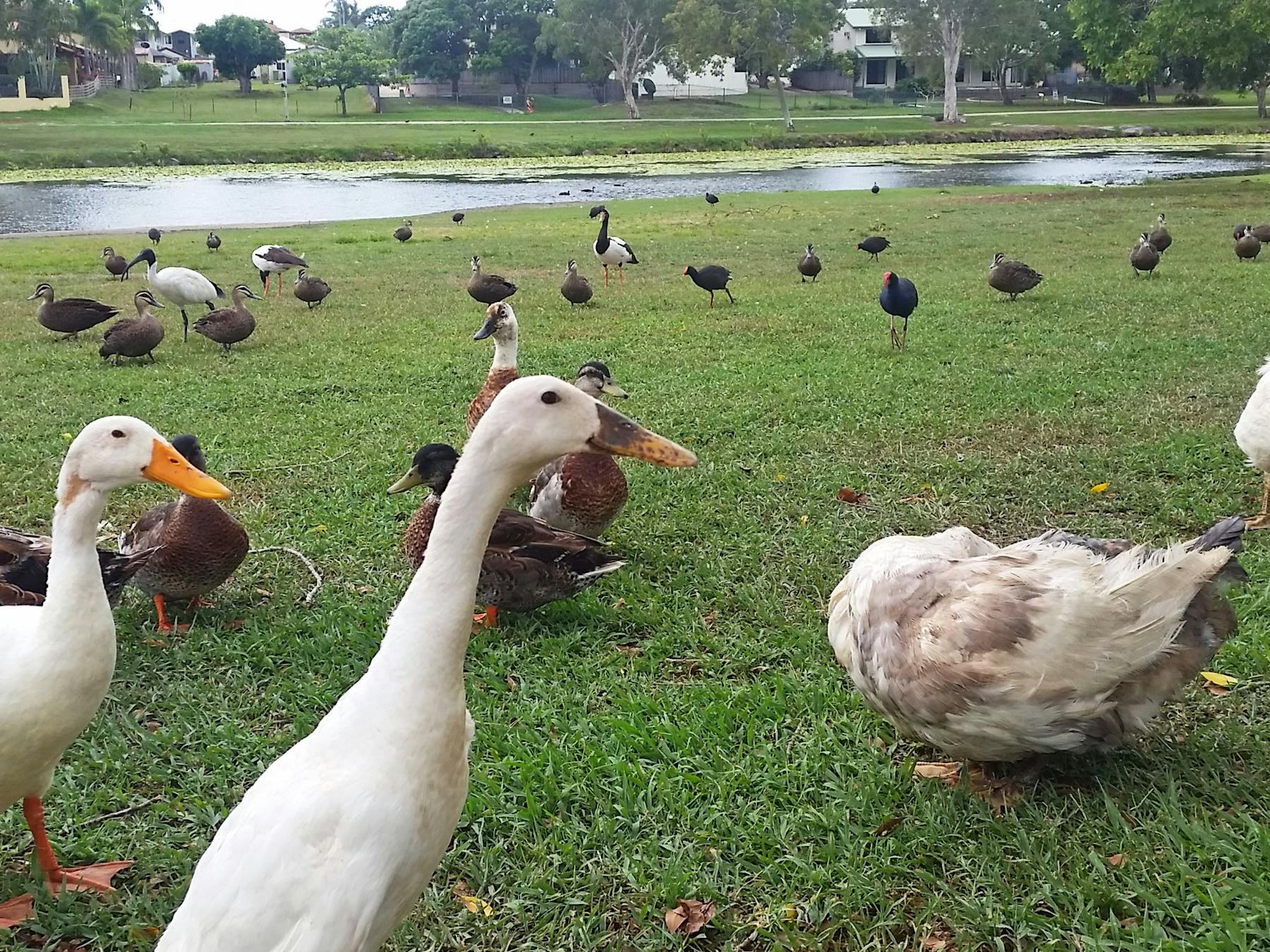 Gooseponds, North Mackay