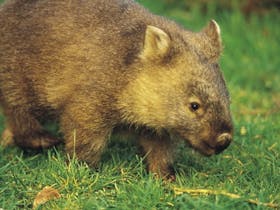 Healesville image