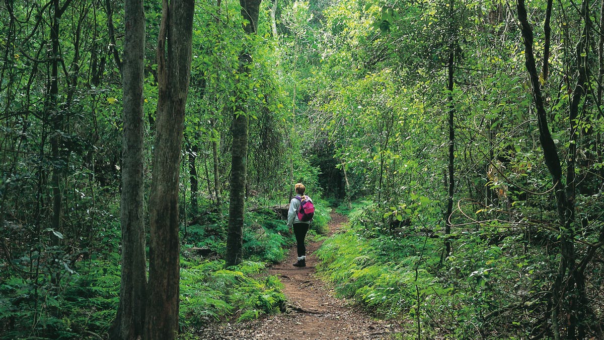 Person walking in forest, Cania Gorge National Park