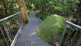Boardwalk winding through rainforest.