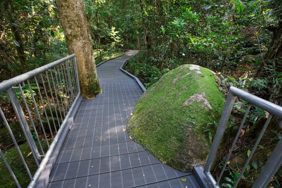 Boardwalk winding through rainforest.