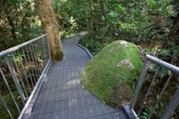 Boardwalk winding through rainforest.