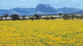 Central Queensland Outback Drive