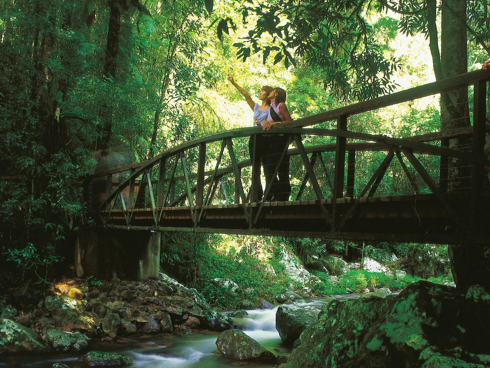 Natural Bridge Circuit, Springbrook National Park