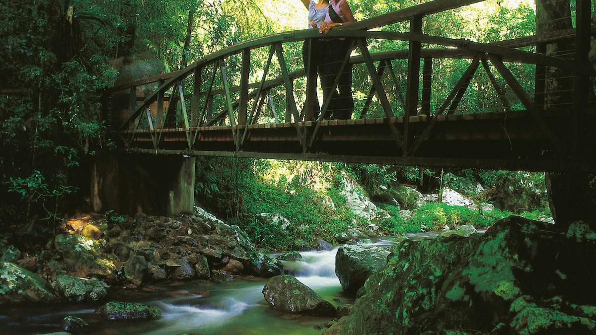 Natural Bridge Circuit Springbrook National Park | Journeys | Queensland