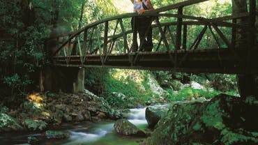 Visitors on bridge over creek looking at rainforest in Springbrook National Park.