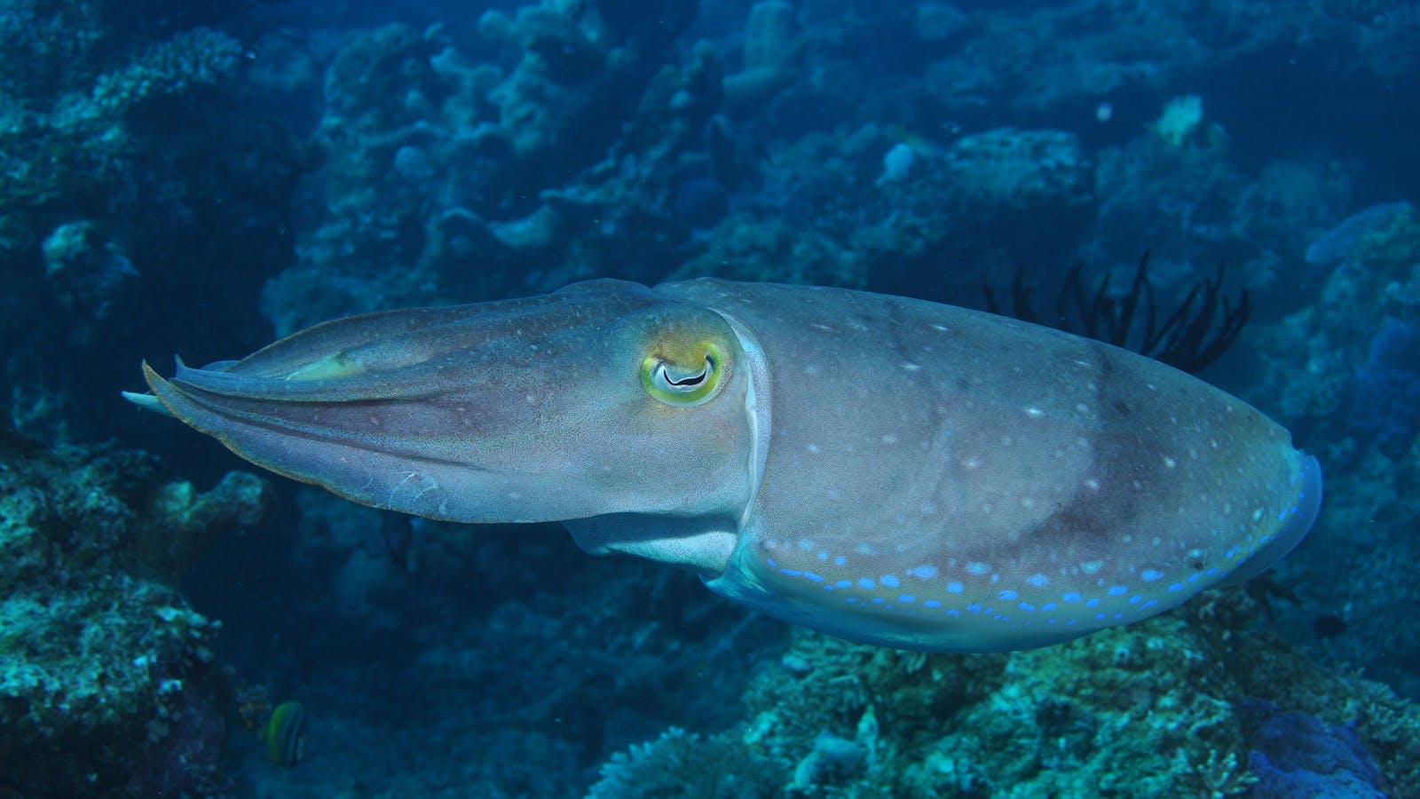 Snake Pit Dive Site