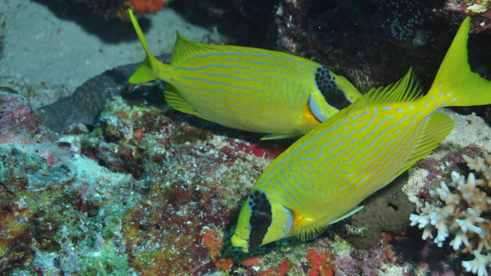 Snake Pit Dive Site