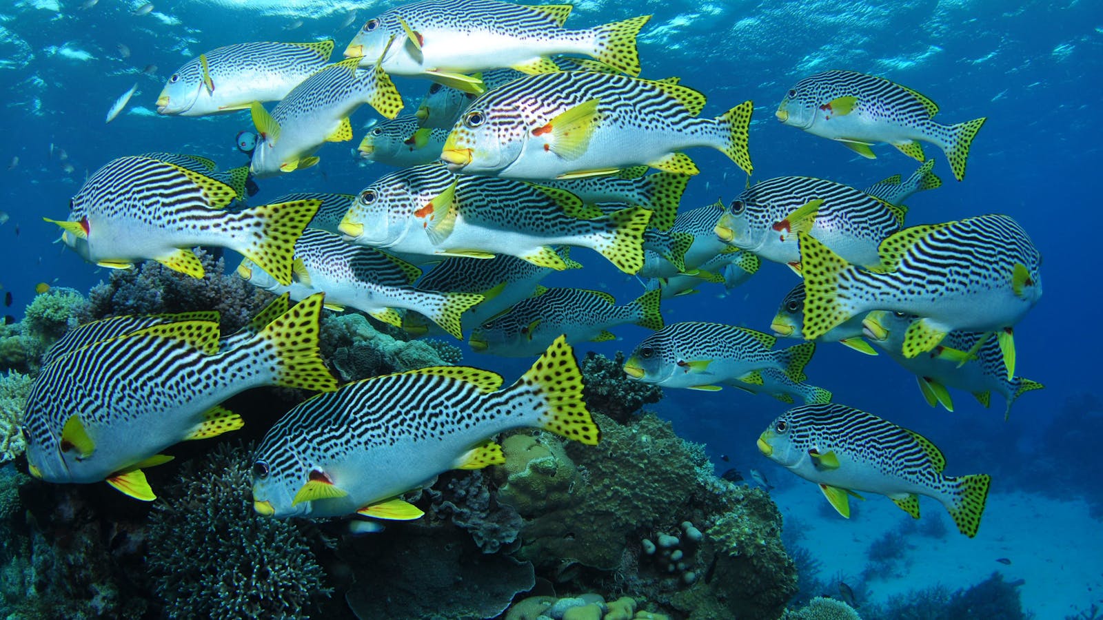 Challenger Bay Dive Site