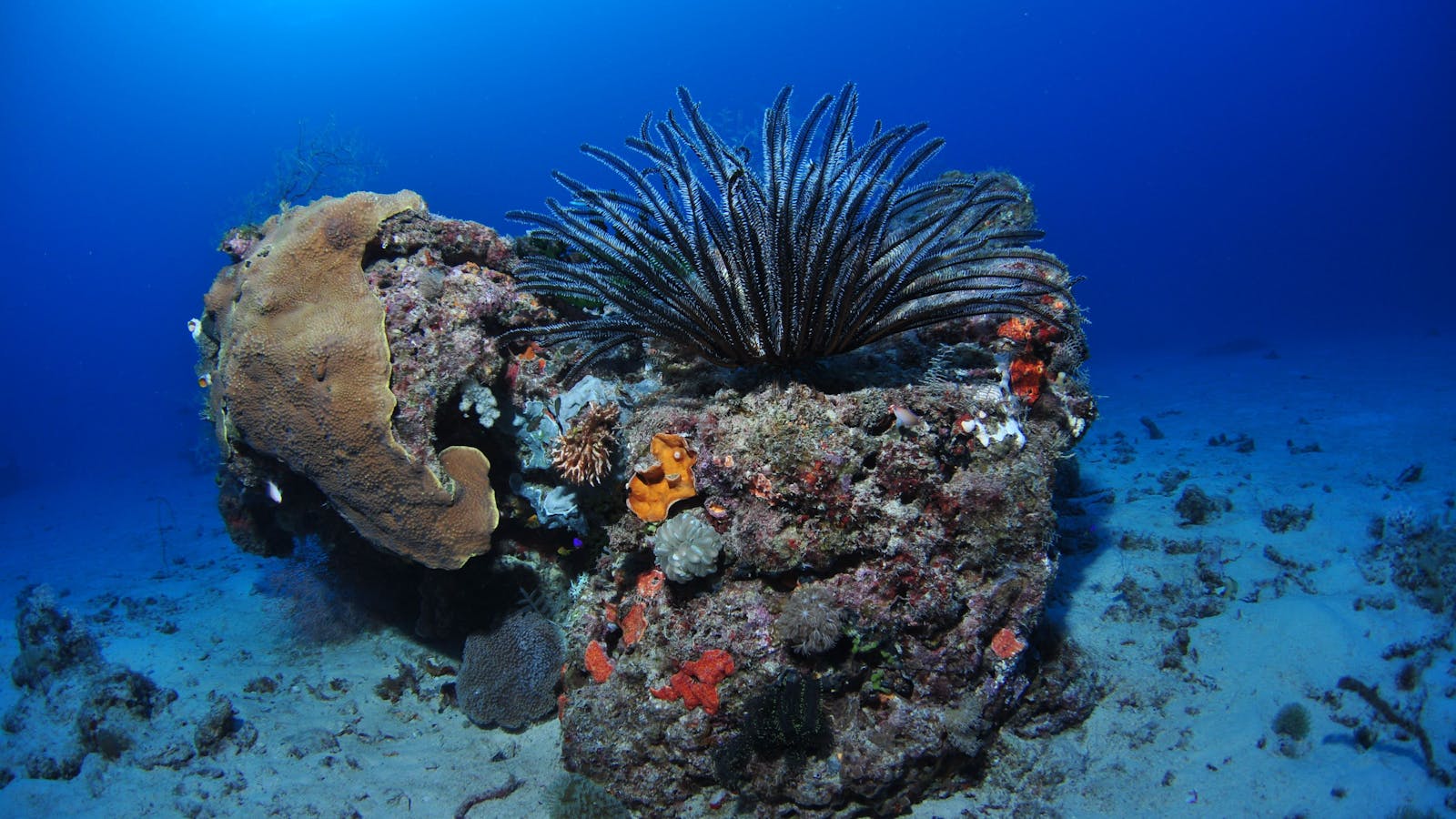 Challenger Bay Dive Site