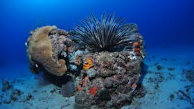 Challenger Bay Dive Site