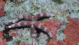 Challenger Bay Dive Site