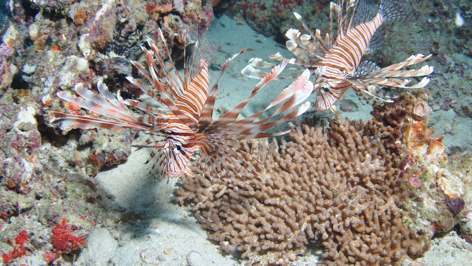 Lighthouse Bommie Dive Site