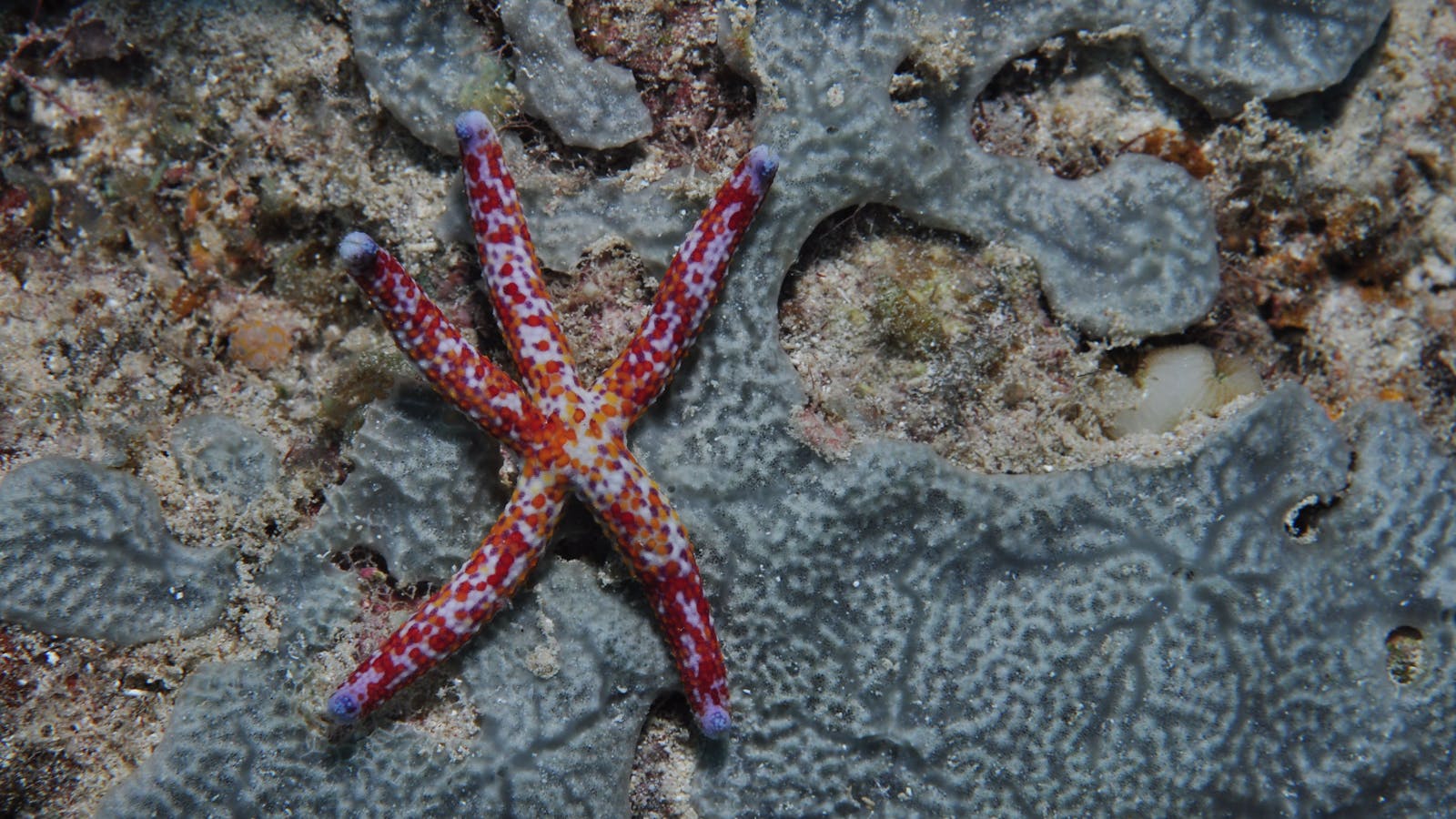 Clam Gardens Dive Site