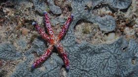 Clam Gardens Dive Site