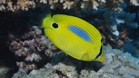 Clam Gardens Dive Site