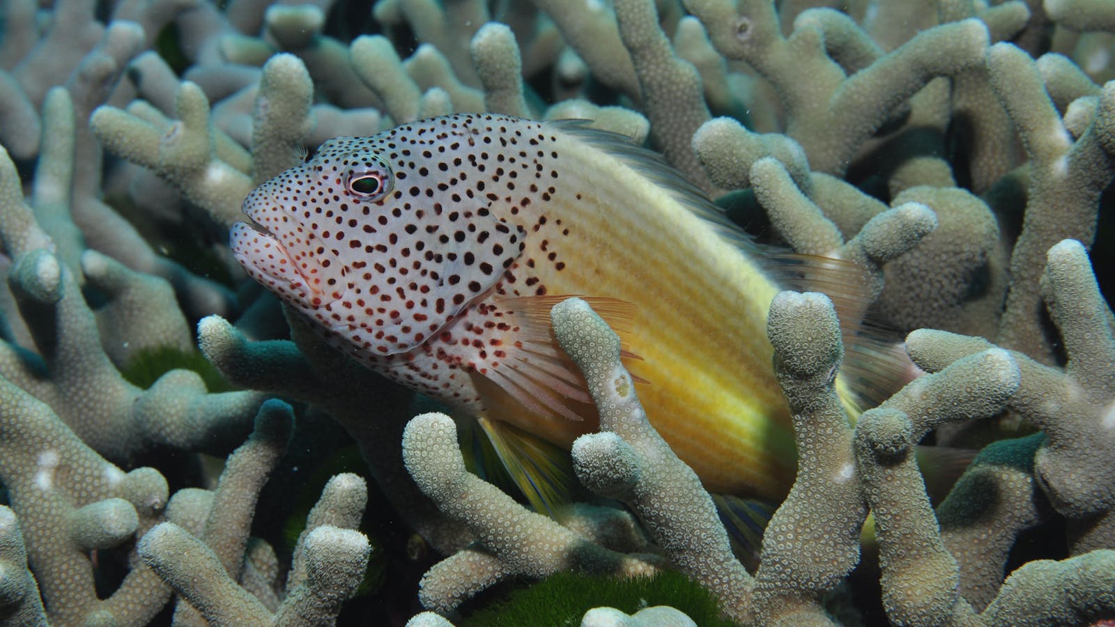 Clam Gardens Dive Site