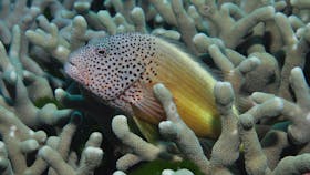 Clam Gardens Dive Site
