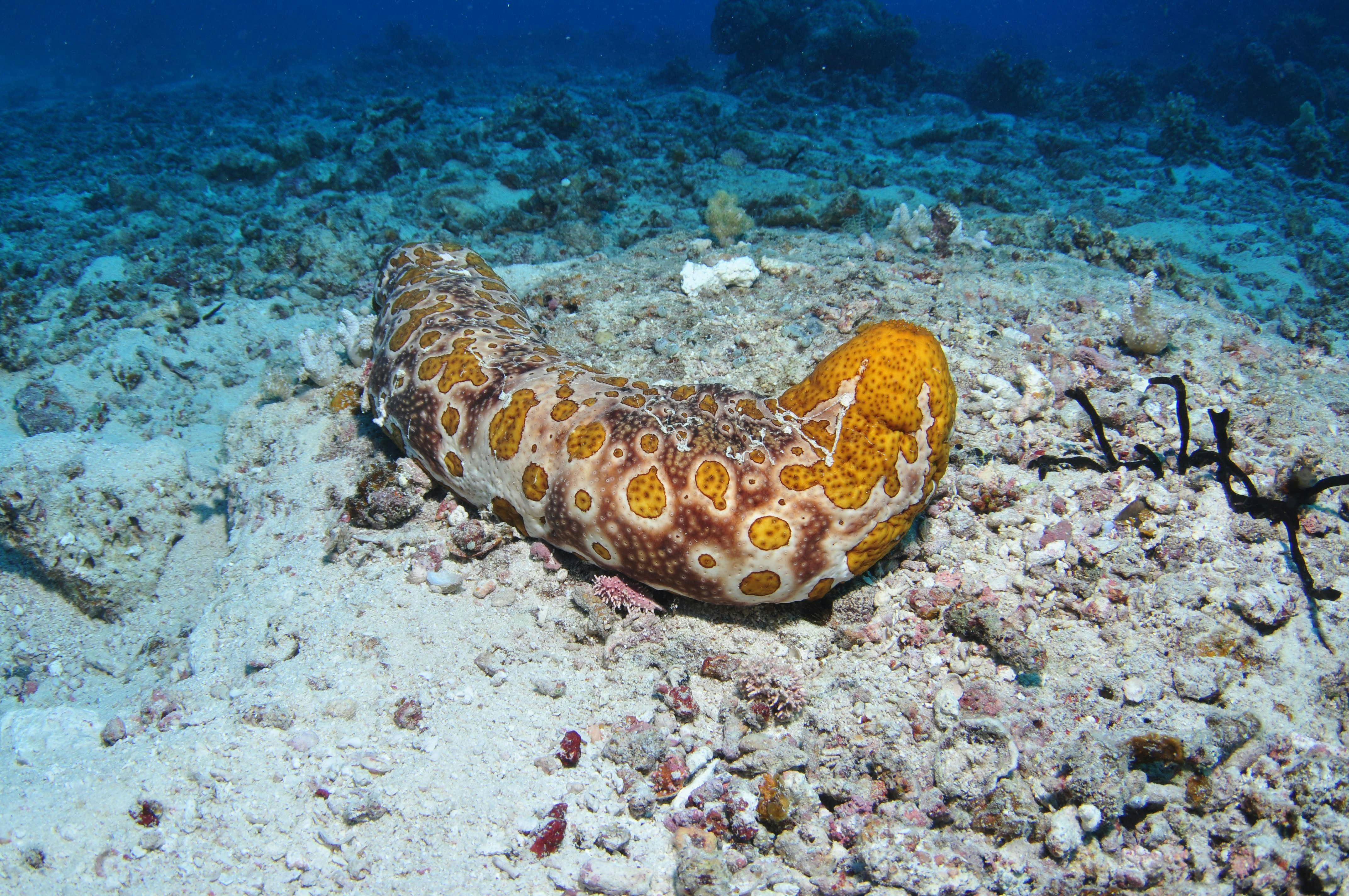 Cairns u0026 Great Barrier Reef | グレートバリアリーフ＆オーシャン