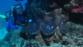Coral Gardens Dive Site, Flynn Reef