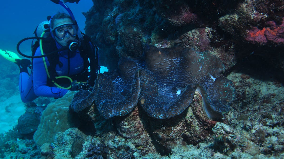 Coral Gardens Dive Site