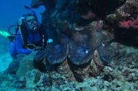 Coral Gardens Dive Site