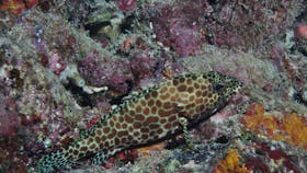 Coral Gardens Dive Site, Flynn Reef
