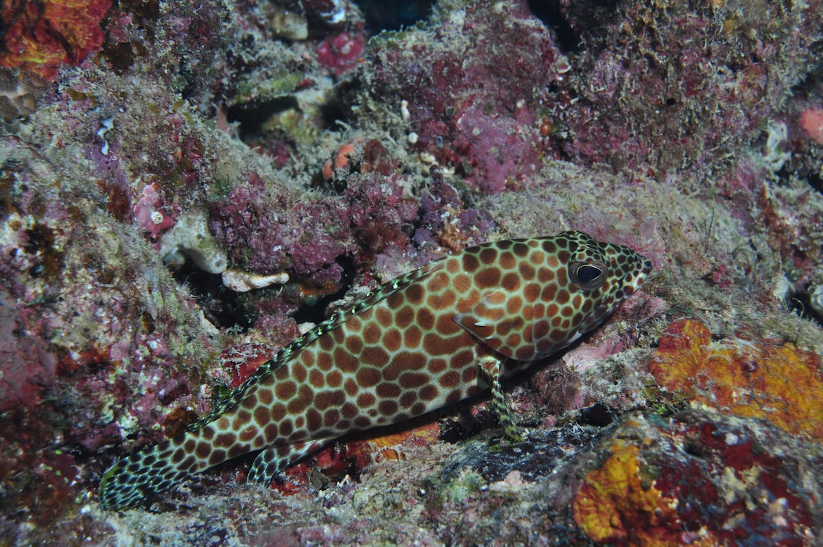 Coral Gardens Dive Site