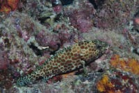 Coral Gardens Dive Site