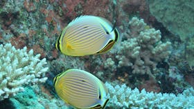 Coral Gardens Dive Site, Flynn Reef
