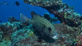 Coral Gardens Dive Site, Flynn Reef