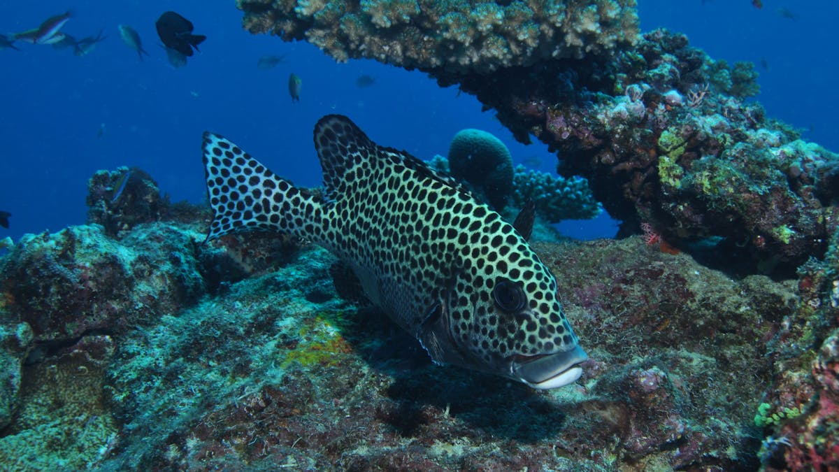 Coral Gardens Dive Site