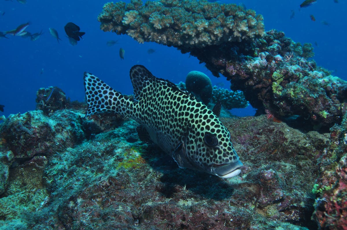 Coral Gardens Dive Site